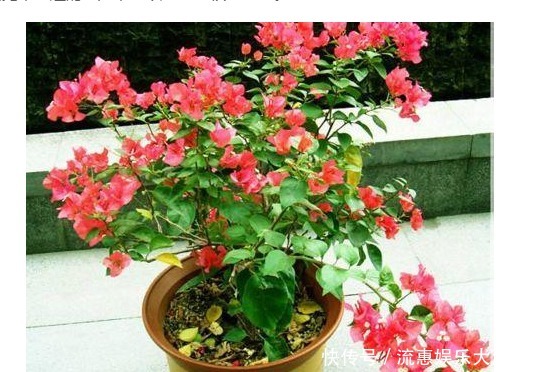 花量|养花就要养这“3种”,不仅花量大花期还长,比绿萝还好养!