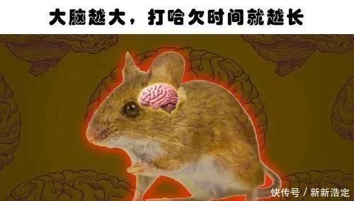 蓝鲸 你肯定没有听过的10个冷知识与现实生活息息相关
