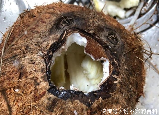 兰花|兰花长不好,把这2水果壳塞盆里,根系又多又白,苗势很旺!