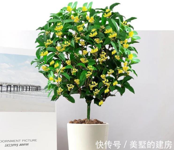 桂花粥|爱花人:立秋了,桂花该安排上了吧?