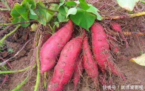 城市人阳台盆栽蔬菜,选啥合适?此4款既能当绿植观赏又能吃