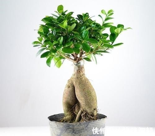 人参榕|人参榕盆景美观大气、上档次,注意4方面,养出千奇百怪的造型!