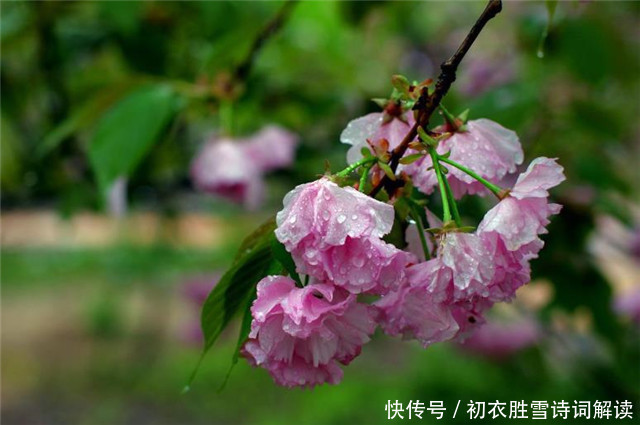 惊蛰节气之美,春雷,春雨,春虫,春草,春花,喜春回