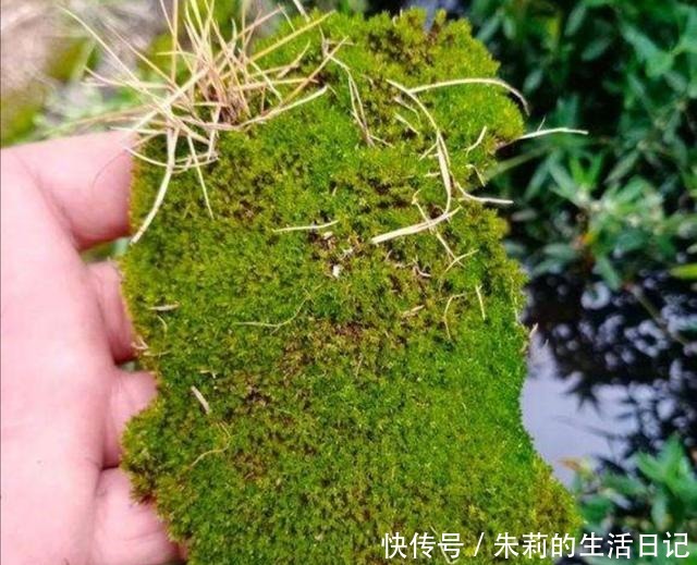 养盆景，怎样才能在盆面上长出青苔，增加观赏性！