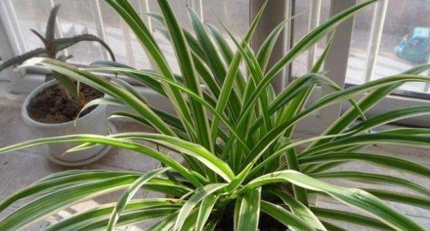 给花配土换盆的时候,4种东西别乱加,不然花卉难养好