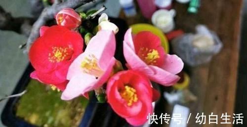 观赏性|它被称为国艳，花色艳丽却无花香，为我国独有，颜色艳丽