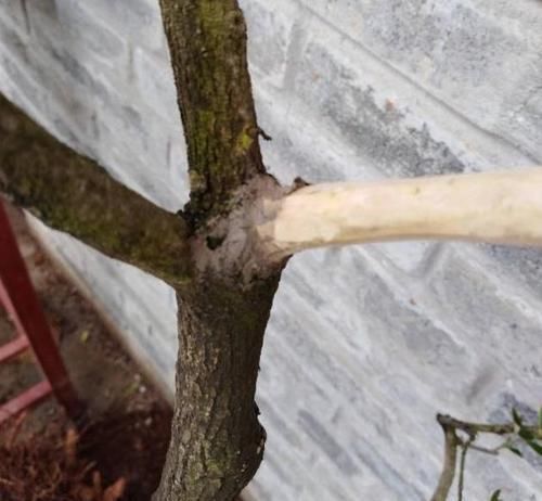 颇为|路边随手捡下“1野树”,虽不如老桩美观,但经修剪,也颇为高雅