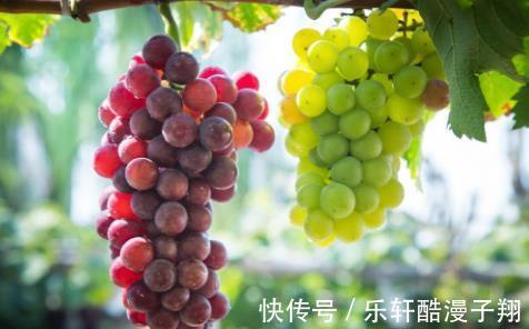 流水|清洗葡萄只用水洗是“外行”，教你正确做法，葡萄皮也可以放心吃