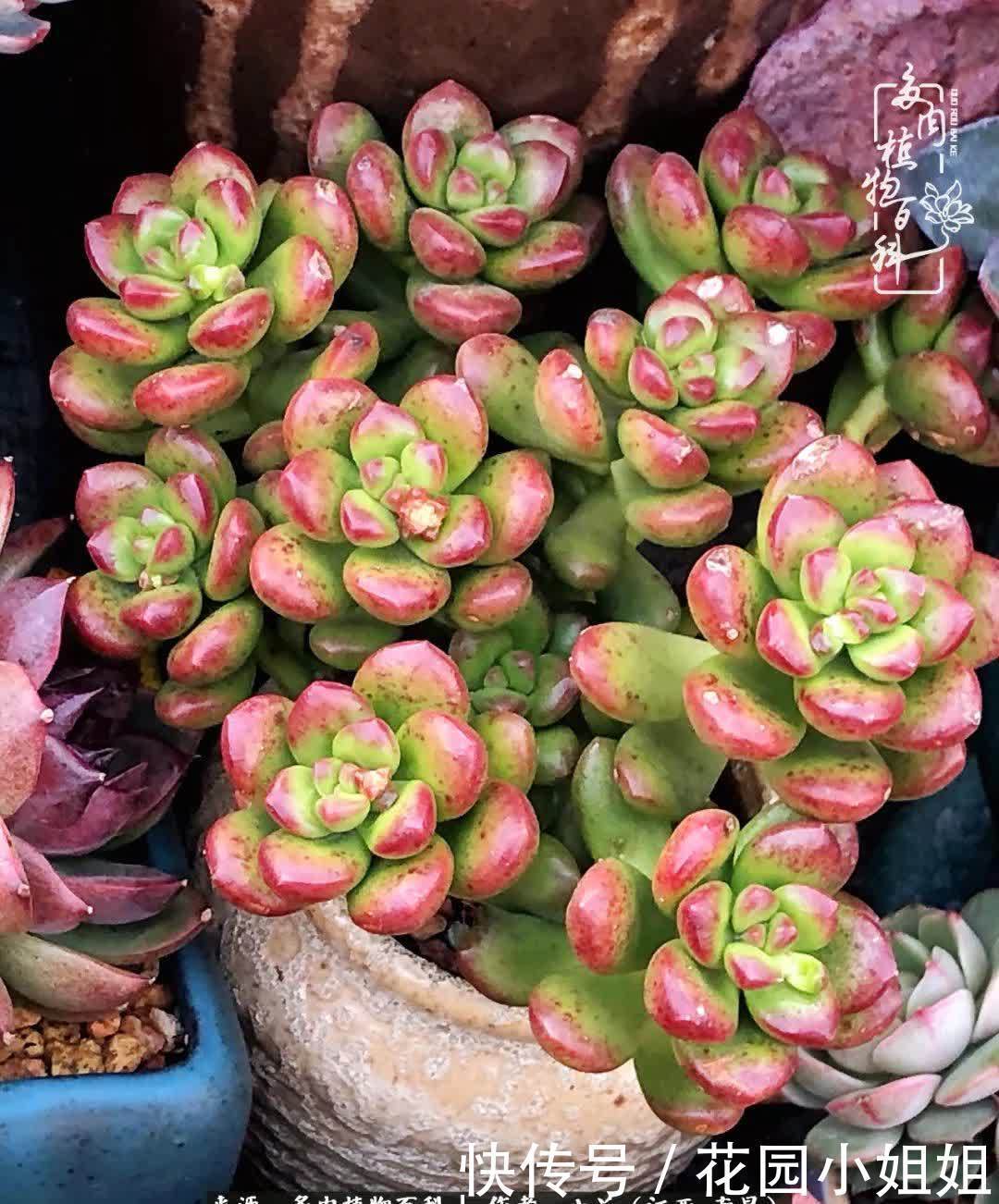 我的多肉宝宝美图，愿能给大家带来一丝轻松与愉悦！