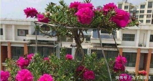 3种“便宜花”这样养一养,一年变“老桩”,开花千朵还“镇宅”