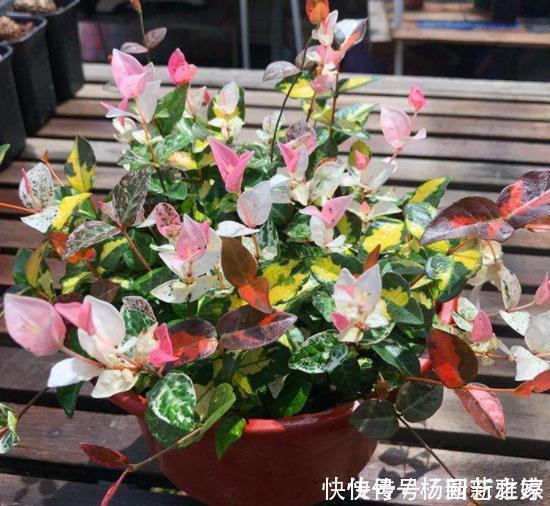 寒冷的冬天阳台“冷清”,养5种花,叶子比花美,不开花也漂亮