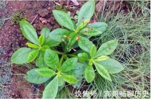 延缓衰老|此种野菜，清除体内垃圾，润肺止咳、延缓衰老，谁食谁年轻