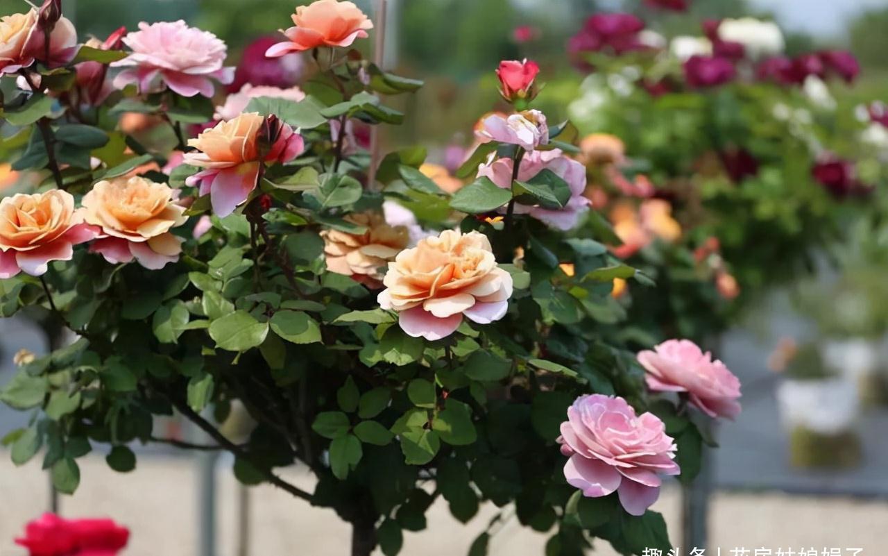 一个家里能栽得下去多少品种的月季？朋友家的小花园告诉你