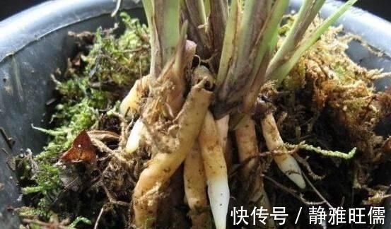 花盆里埋点“它”，不烂根，不黄叶，杀菌消毒还透气，根壮花还旺