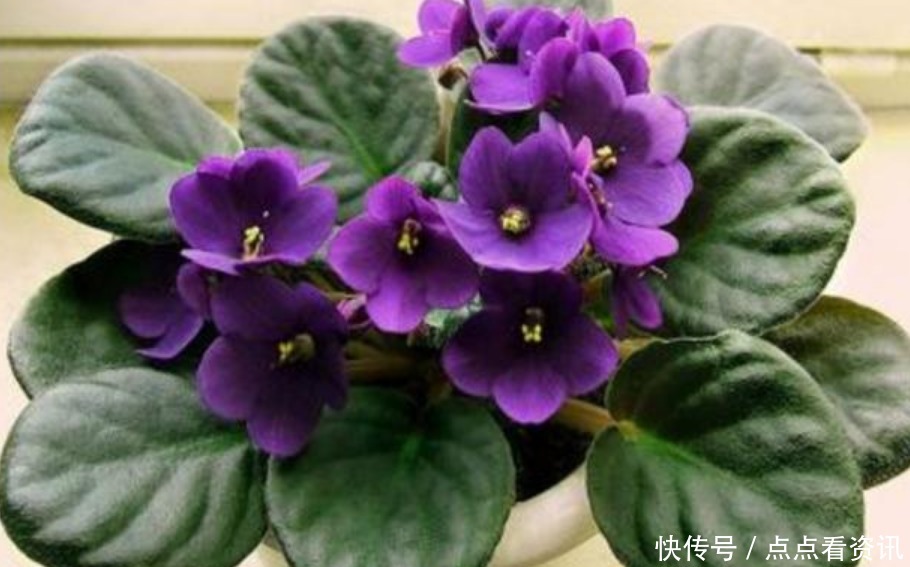 春天就养“4种花”,四季开花,花色多,一盆能养一辈子!