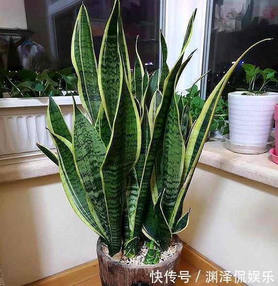 沙质性|虎皮兰叶片打弯“软塌塌”,4个“毛病”改过来,油绿挺拔直冒芽