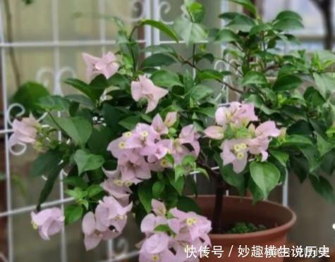 三角梅|45种三角梅品种,红、橙、黄、绿、白、紫,每一种都很好看!