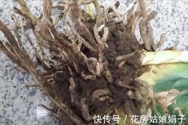 根顶叶|君子兰出现“根顶叶”现象,要及时发现,及时处理,否则危害大