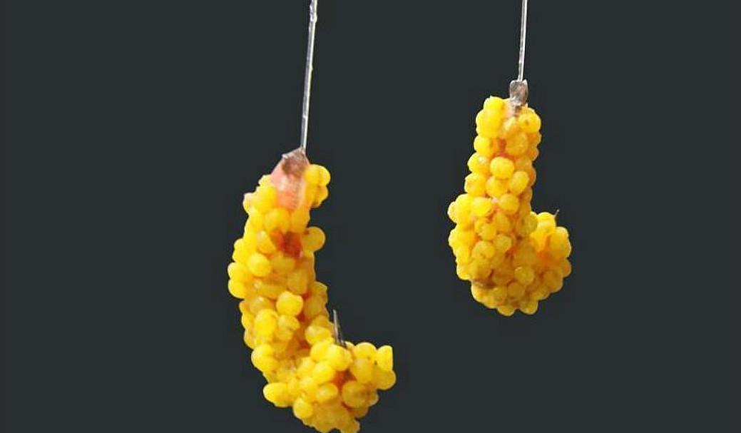 冬钓鲤鱼用什么样的饵料,鱼口会更好一些