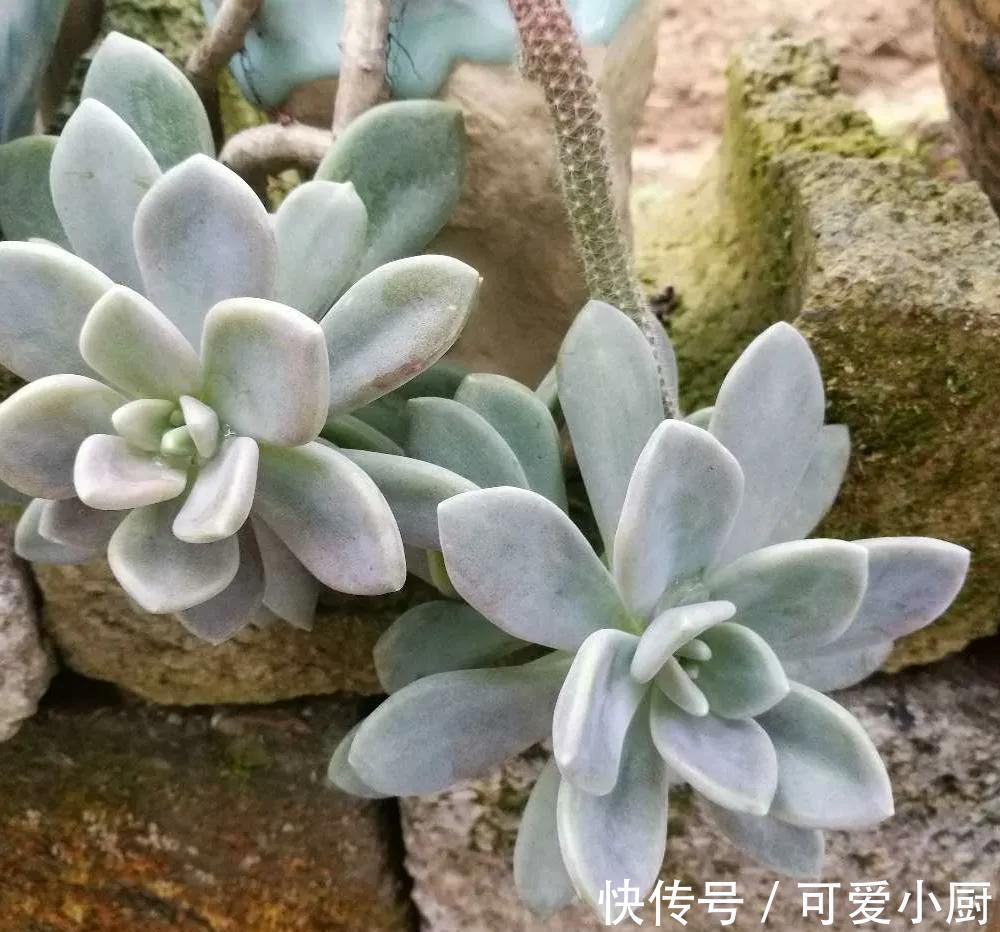 做好四件事,多肉在冬季也能散发迷人色彩,长出状态很轻松