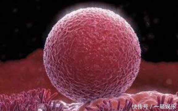 验孕棒|女人排卵期后7天左右,若上厕所时看见“一物”,可能成功受孕了