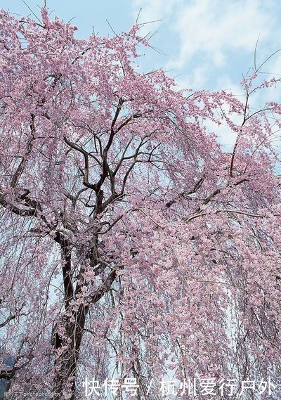 踏春系列-浮云岭看樱花 2月27日走进浮云岭漫步樱花林