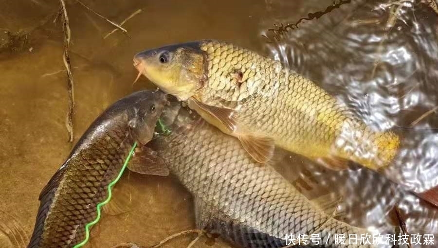 早就听说这鲤鱼钓法百试不爽,用过才后悔知道晚了!