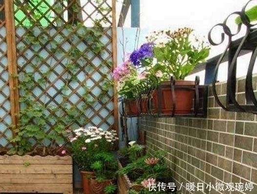 阳台上|头一次见阳台上面还能这样养花,几平米空间变花园,太聪明了