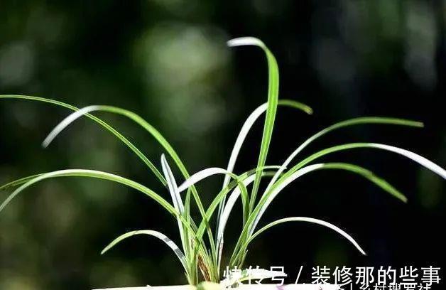 兰花一直养不壮?而且难开花?这些原因如何处理?教你一个小技巧