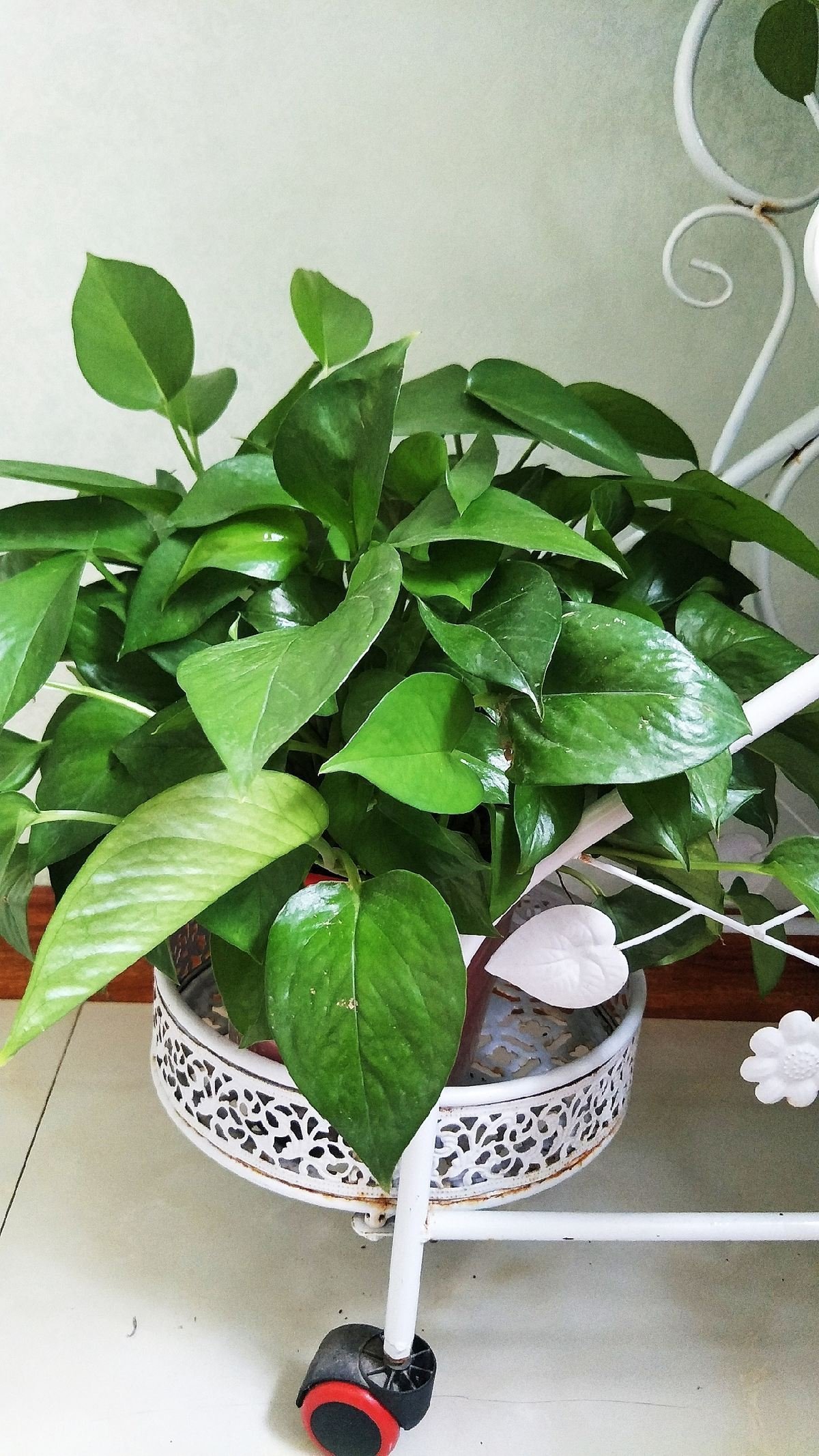 养1盆就上瘾的花,掐根枝条就能活,一盆能生十几盆