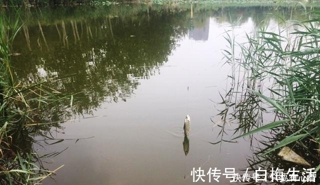 鱼星四起，鱼却不咬钩，着急解决不了问题，搞懂诱因方能化解