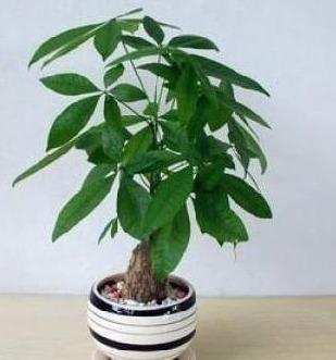 想要养好发财树,学会“浇水”小技巧,根不烂,叶不黄,整年油绿