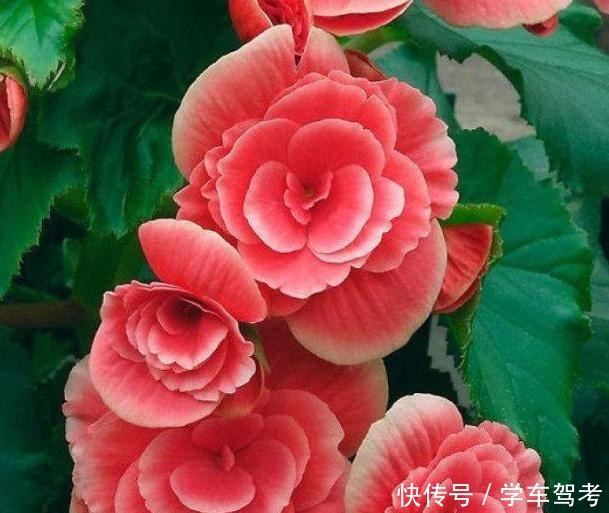 家中养什么花别错过“这5种”,四季赏花,四季常青,净化空气!