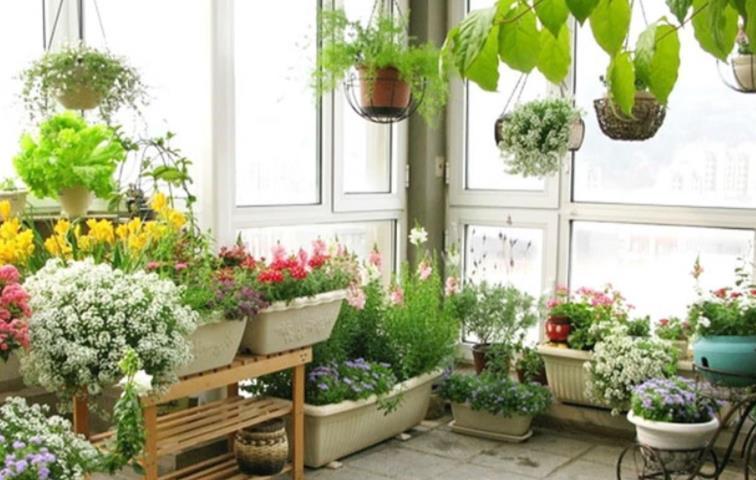 冬季供暖室内“干燥”,有3种“加湿”技巧,让花叶子一直绿油油