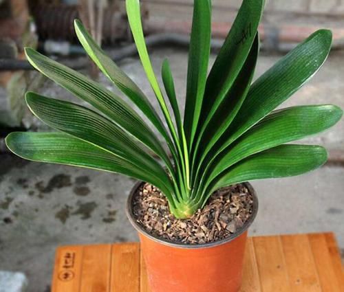 君子兰烂根|君子兰为什么会烂根？告诉你3种烂根原因和3种处理方法，简单易学