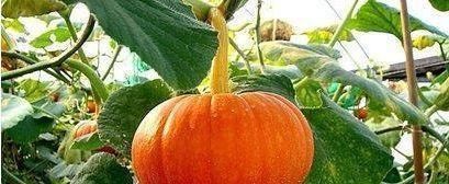 袪皱|女性到了中年，常吃3种食物，袪皱淡斑，排毒养颜，保养子宫