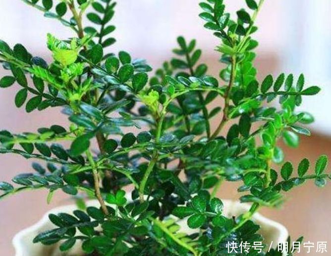 一种心情|人养花，花也养人，4种花净化空气，养在阳台，轻松开成花海