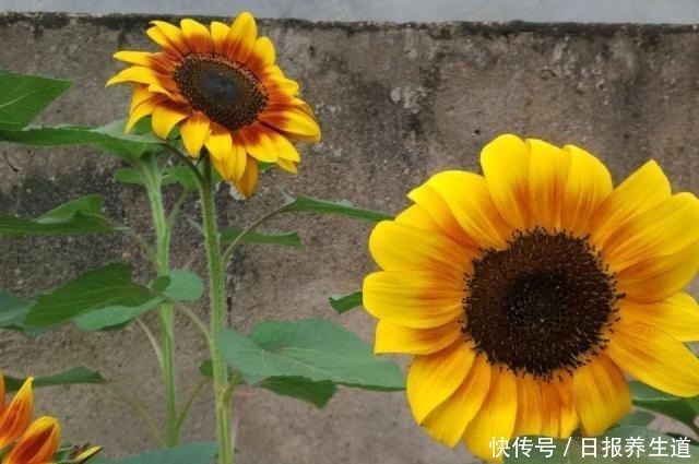 花卉|5种花，因有“独特用处”而被忽略颜值，其实养在家里开花特漂亮！