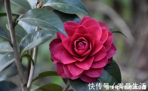 花中娇客|中国传统名花“花中娇客”,30种茶花一开,美了十里八乡
