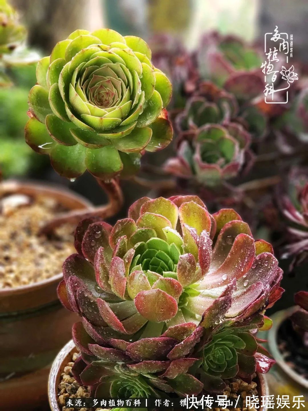 万圣节|养多肉六年,从痴迷到佛系,世事漫随流水,唯有喜爱永恒!