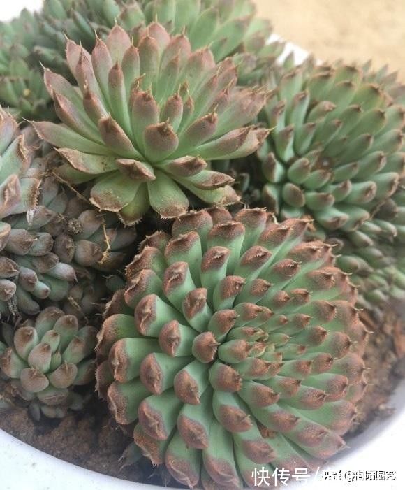 房顶|不花钱的多肉,老家房顶全都是,密密麻麻一大片!带着麻袋挖