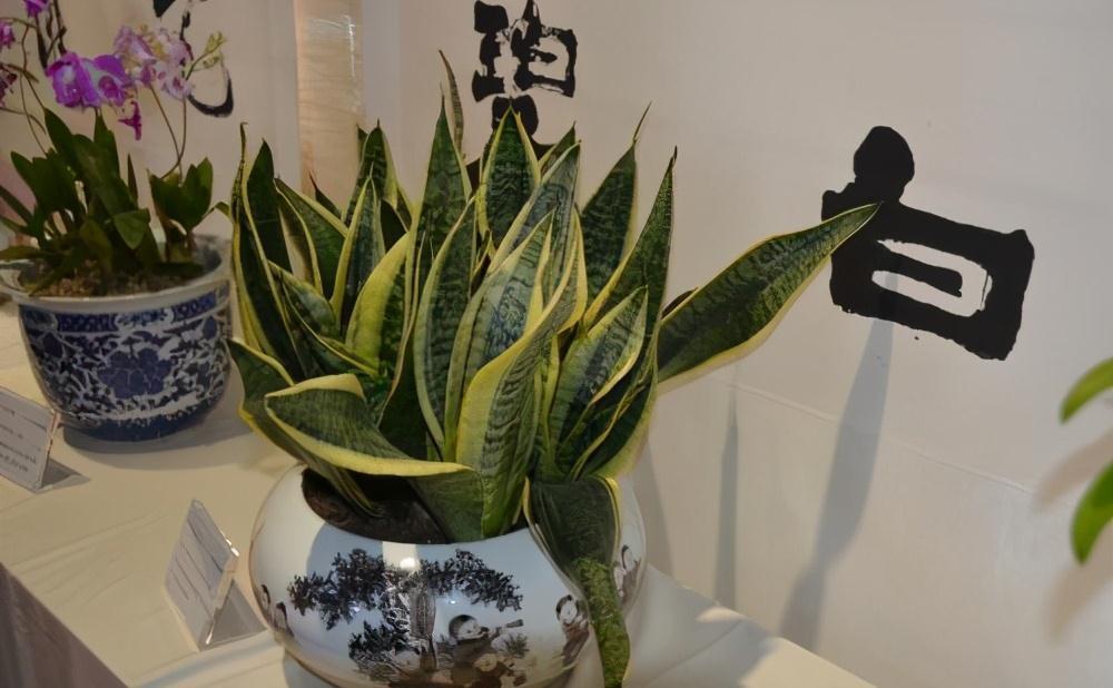 虎皮兰叶黄，枯萎，教你三个小诀窍，1星期就往上窜5厘米