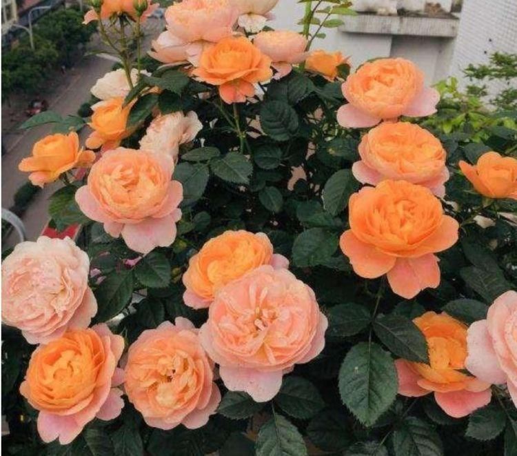 四种花常年开花易爆盆，花朵大花期长，比牡丹还美，年年开花美翻