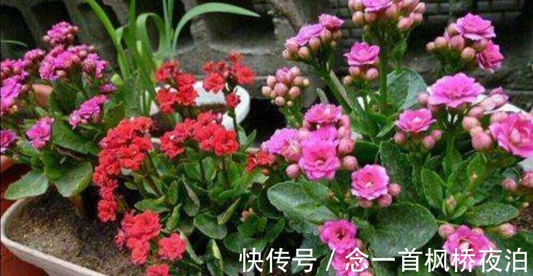 长寿花枝条太乱,秋天剪一剪,补上“1种肥”,呼呼冒花苞