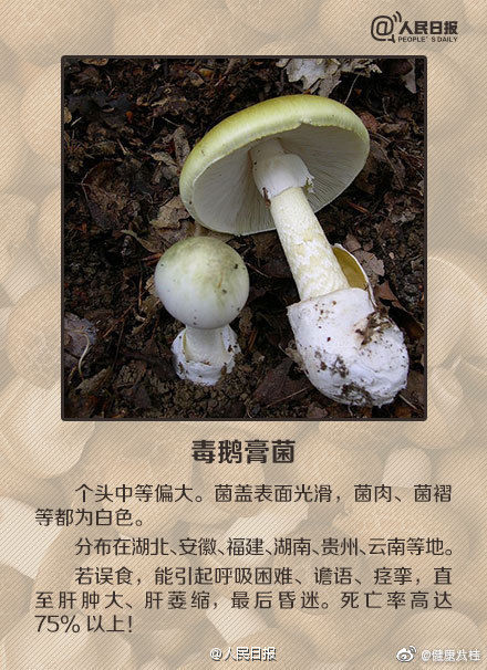 蘑菇|这些蘑菇都有毒：收好这份毒蘑菇图鉴