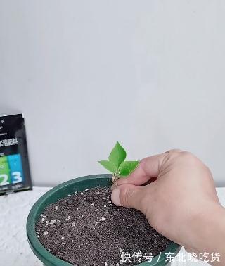 要想提高三角梅的扦插成活率,从几点入手,成活率能达到95%以上