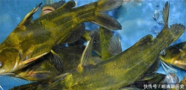 秋钓黄颡鱼,老钓友只钟爱这3种“饵”,半小时就能钓满渔护