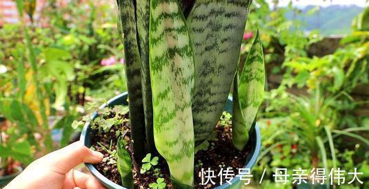 6种“懒人花”,看着很普通,养着很“实惠”,养得越久越觉得好