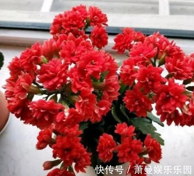长春花|二月初二,家中养上4种“富贵花”,开花吉祥又喜庆,时来运转