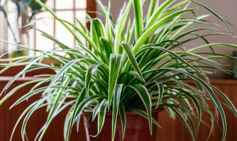 刚暴晒过的植物该不该马上浇水?养花人如何做好?